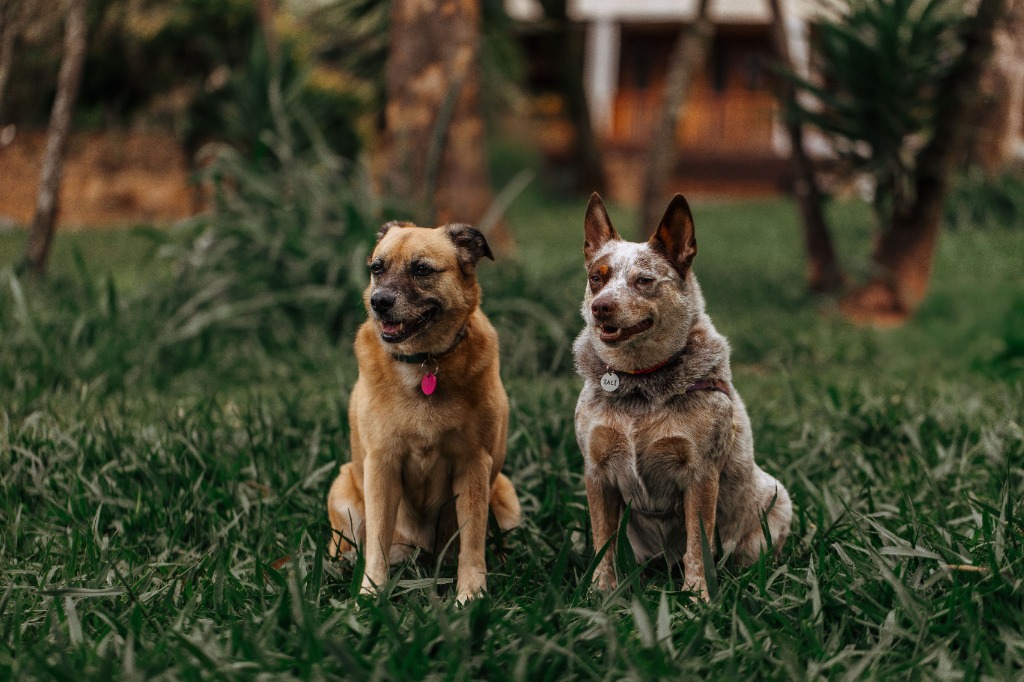 Dog 3
