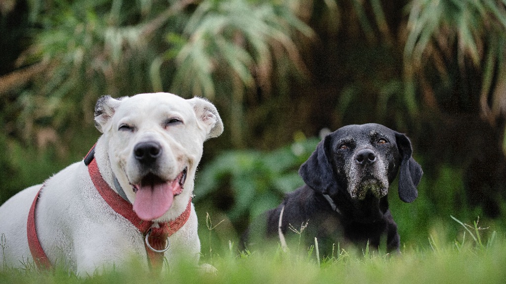 Dog 4
